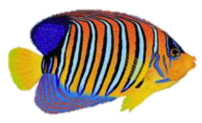 Angelfish